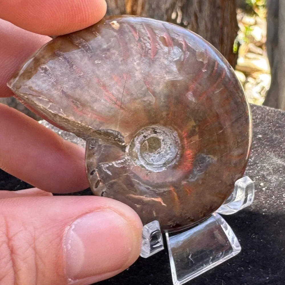 Ammonite Fossil with Iridescent Red Sheen (Madagascar)